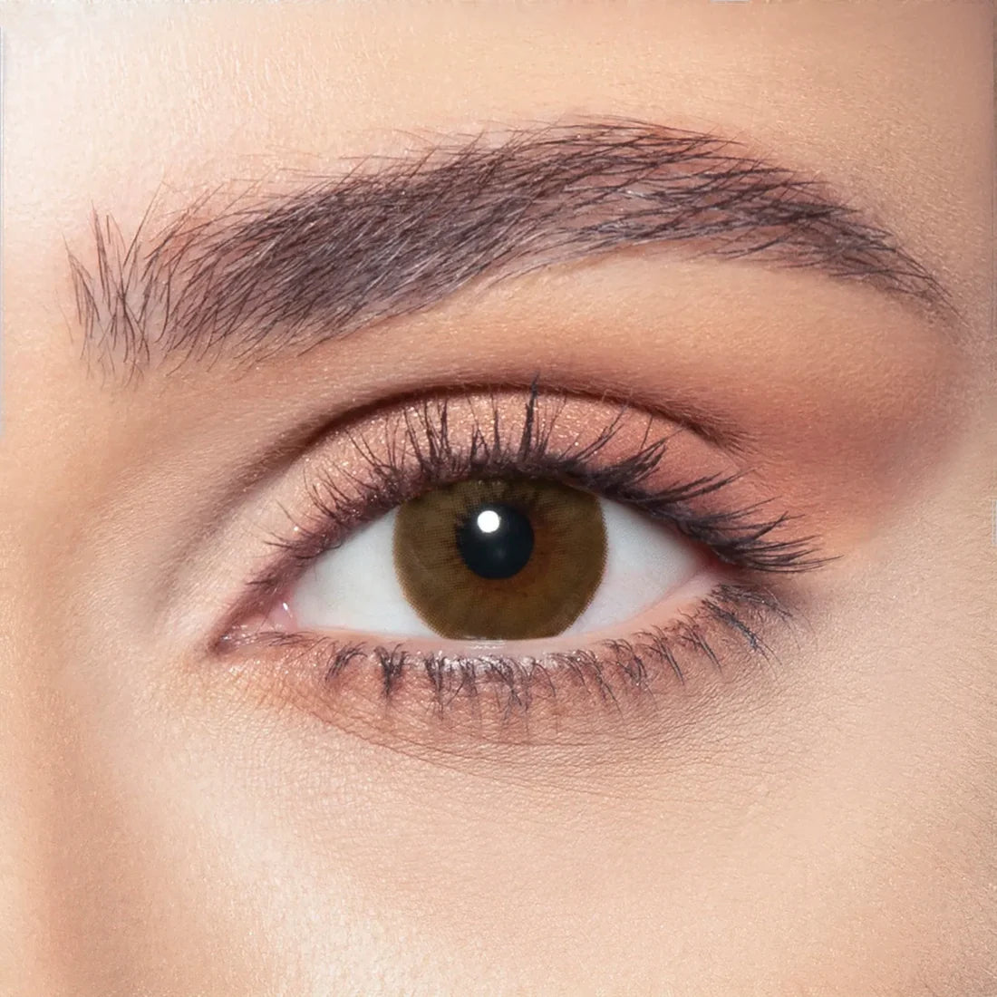 Bella Diamond - 2 lenses - Brown Shadow